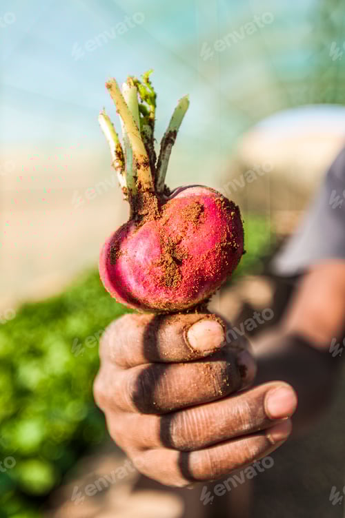Preview: Mans hand holding radish in gardens of camp lodge in the Namibrand Nature Reserve , Namibia