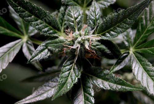 Preview: marijuana leaves cannabis plants a beautiful background