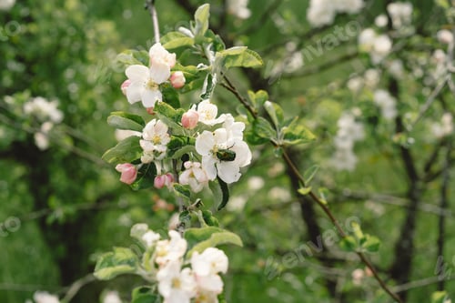 Preview: Beautiful white flowers on a branch of an apple tree against the background of a blurred garden