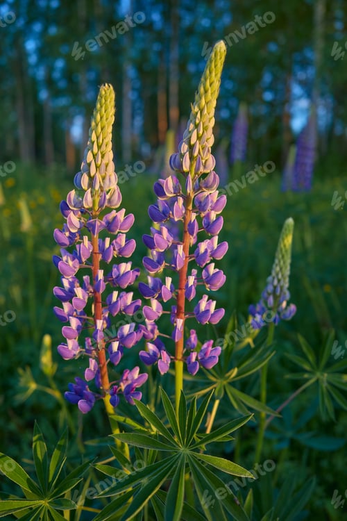 Preview: Flowers of forests and fields of Northern Europe: lupins, lupinus.