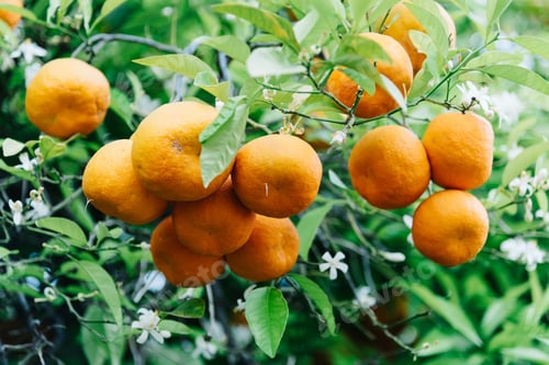 Preview: Low angle view of orange tree fruits and leaves in Cordoba, Spain.