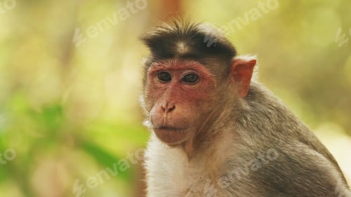 Preview: Goa, India. Bonnet Macaque - Macaca Radiata Or Zati. Close Up Portrait. Monkey Eats Leaves