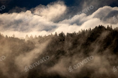 Preview: Misty landscape with fir forest