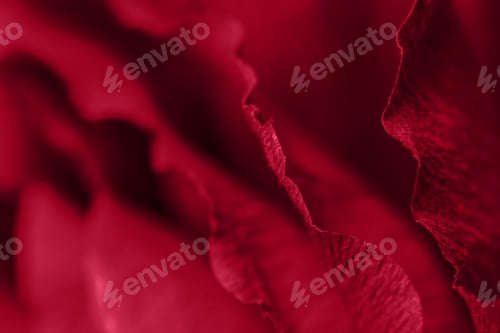 Preview: Pantone 2023 color Viva magenta. Fragment of flower made of crepe paper