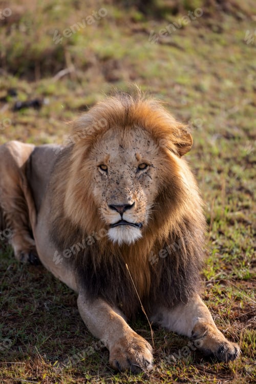 Preview: Majestic lion traversing a vast expanse of natural grassland, surrounded by lush foliage