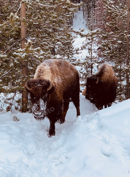 Preview: Bison climbing up a snowy path through the Montana woods
