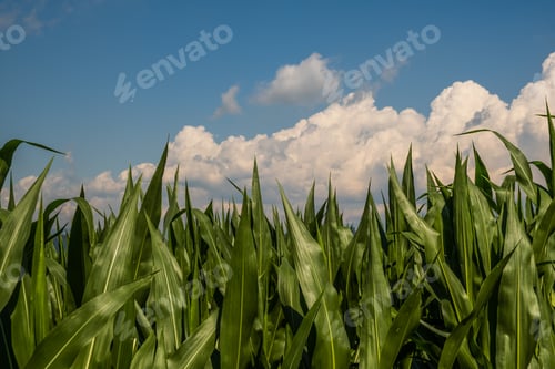 Preview: Young maize plants in sunset light. Corn field background