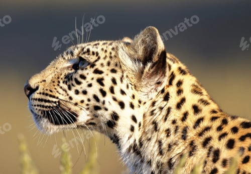 Preview: A Beautiful wildlife in the World