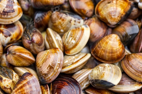 Preview: Fresh raw uncooked clam for hot pot