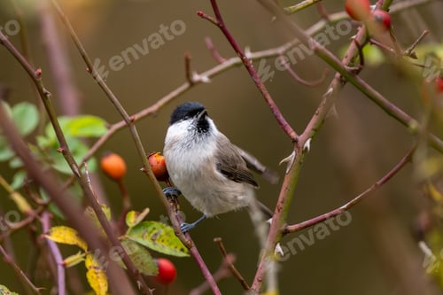 Preview: Willow Tit Sitting On Dog Rose Bush