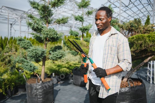 Preview: A african american young gardener cuts a tree with scissors. Gardening and tree shop concept