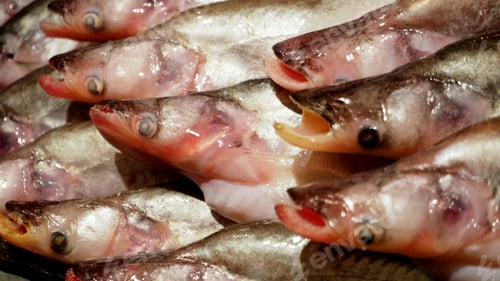 Preview: Blurry image of Fish whisker sheatfish.