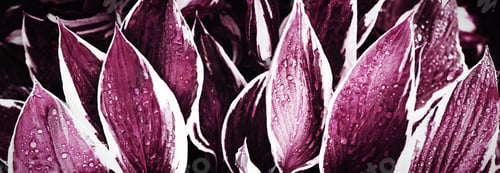 Preview: Abstract purple leaves texture