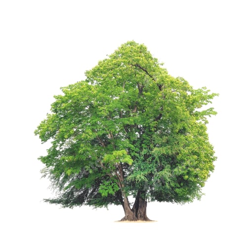 Preview: Tropical trees Isolated on white background.