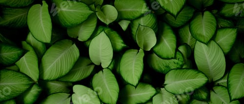 Preview: Closeup green leaves of tropical plant in garden. Dense green leaf with beauty pattern texture.