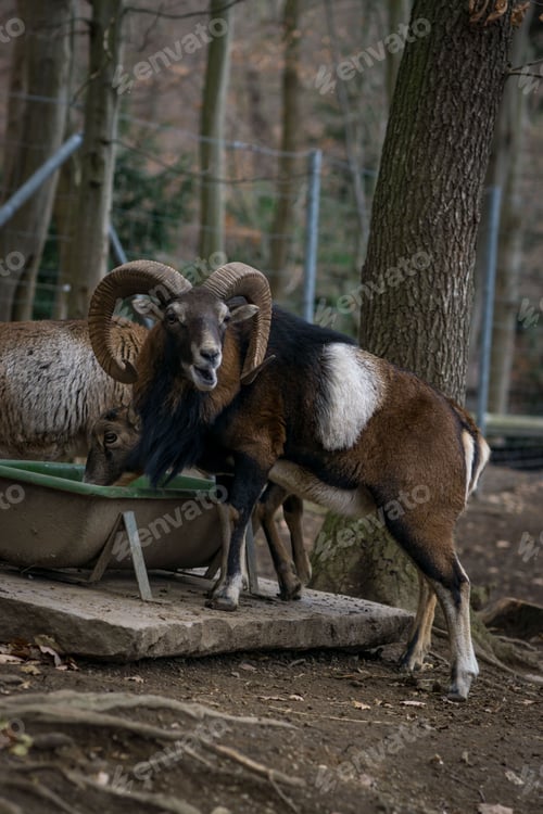 Preview: Vertical shot Mouflon grazing grass natural habitat