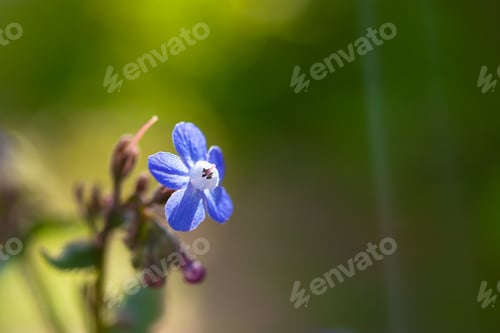 Preview: Blue flower macro blurred background
