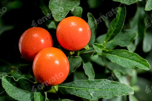 Preview: Vibrant Orange Jerusalem cherry Berries on black background