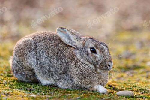Preview: Wild Rabbit Resting Peacefully on Mossy Ground in Soft Natural Light Outdoors.