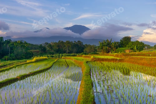 Preview: Beautiful morning view indonesia Panorama Landscape paddy fields with beauty color