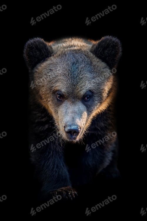 Preview: Young brown bear cub portrait showcases innocence against a black background
