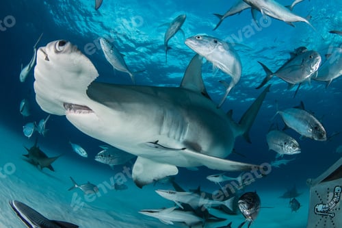Preview: Closeup shot of Great hammerhead fish hanging out underwater in Bimini, Bahamas