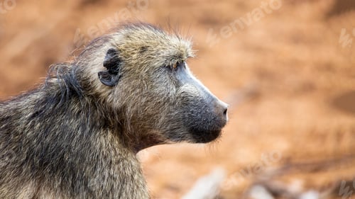 Preview: Chacma Baboon Closeup Profile