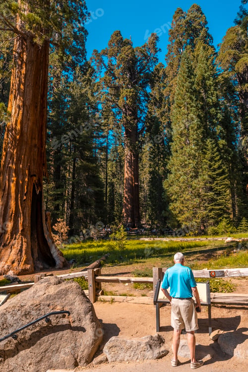 Preview: An older man looking at the General Grant Tree in Sequoia National Park, California