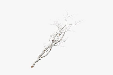 Preview: Fallen Birch Log Cluster