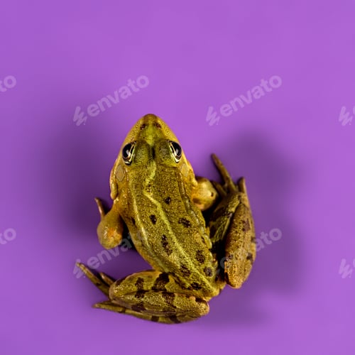 Preview: Common Water Frog in front of a purple background