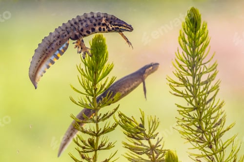 Preview: Common newt amhibian in freshwater habitat