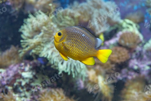 Preview: A Vibrant Yellow Fish Gracefully Swimming Among the Colorful Coral Reef of the Ocean
