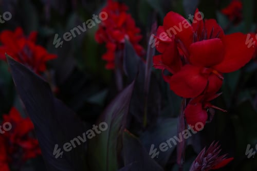 Preview: Floral background with red Cannes flowers. The beauty of nature, dark red flowers wallpaper