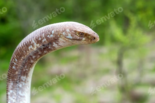 Preview: Sheltopusik legless lizard or Pseudopus apodus