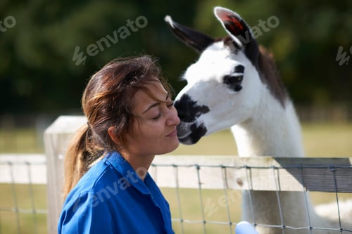 Preview: Farm worker being kissed by llama