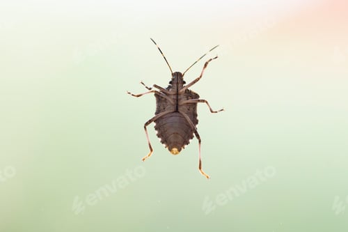 Preview: Bug on the glass window