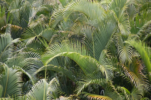 Preview: Beautiful green palm fronds in Maui Hawaii make for a beautiful background