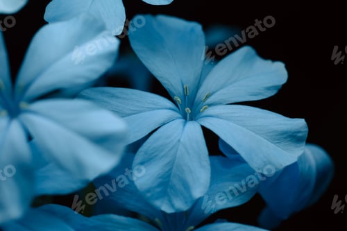 Preview: Blue plumagos on black background with altered color