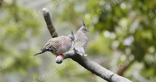 Preview: Pair of crested pigeon