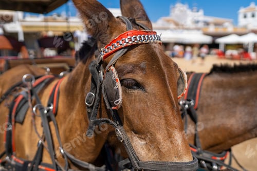 Preview: Beautiful chestnut horse wearing a black and red bridle and a brown harness