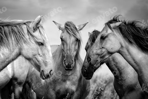 Preview: Animals close-up photography. Horse Consultation. Four horses assembled your heads together.