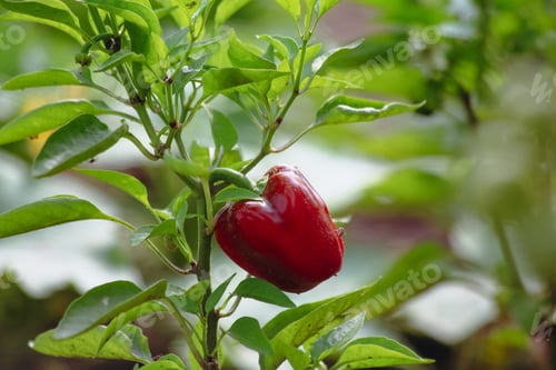 Preview: Red pepper growing on a plant in a vegetable garden.