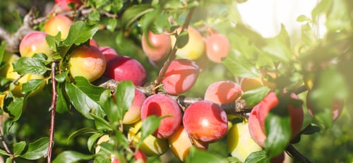 Preview: Organic plums ripening on the tree in the garden