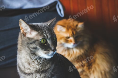 Preview: Tabby and ginger cat at home