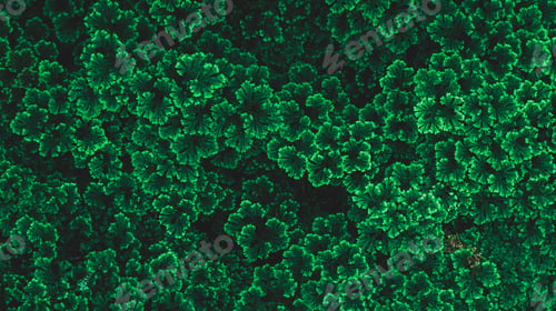 Preview: Herb wall, plant wall, natural green wallpaper and background.