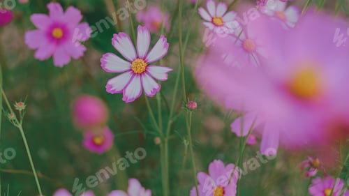 Preview: Flowers in nature background.