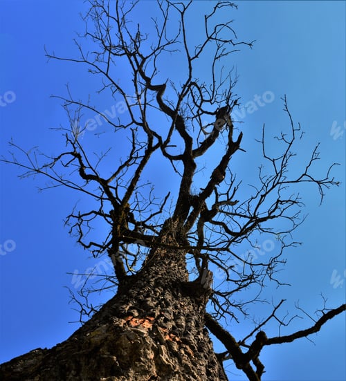 Preview: Low angle shot of an old bare tree under a breathtaking sky