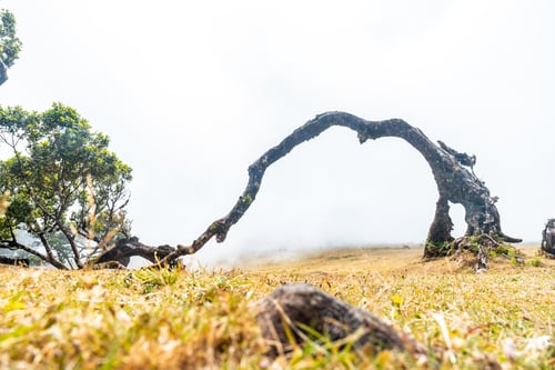 Preview: Fanal forest with fog in Madeira, thousand-year-old laurel trees, arch of a beautiful fallen tree