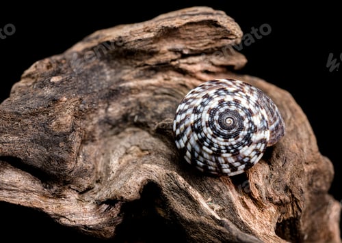 Preview: Architectonicidae shell on driftwood black background