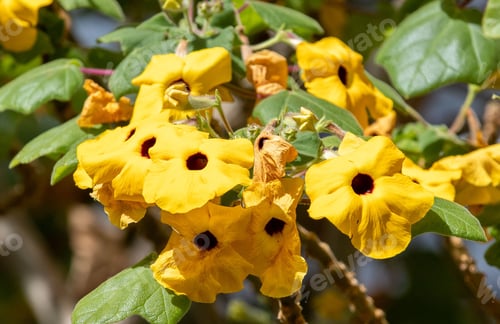 Preview: Closeup of beautiful yellow Uncarina grandidieri flowers under the sunlight